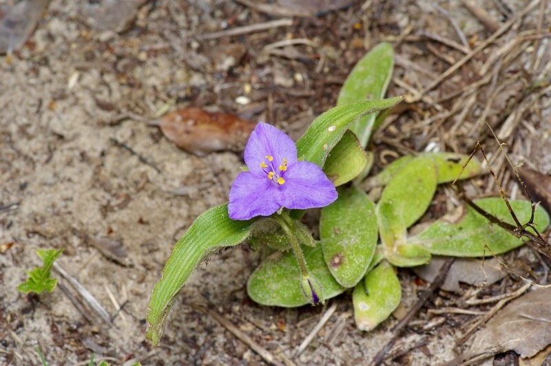 Stemless Spiderwort photo 3