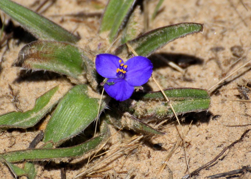 Stemless Spiderwort photo 4