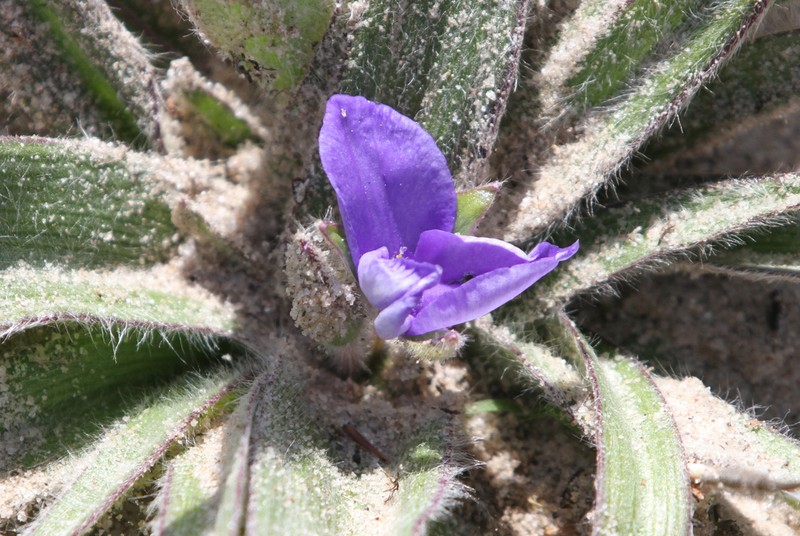 Stemless Spiderwort photo 6