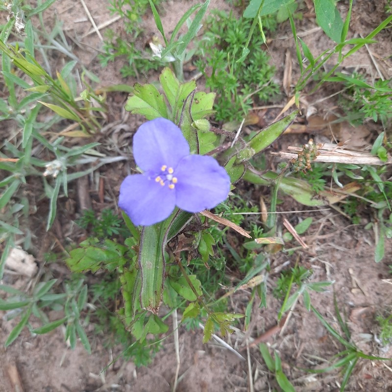 Stemless Spiderwort photo 7