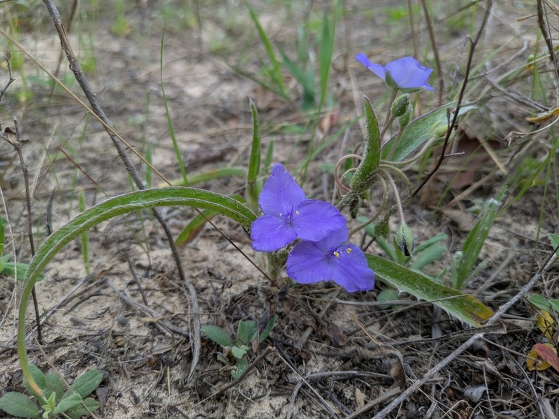 Stemless Spiderwort photo 8