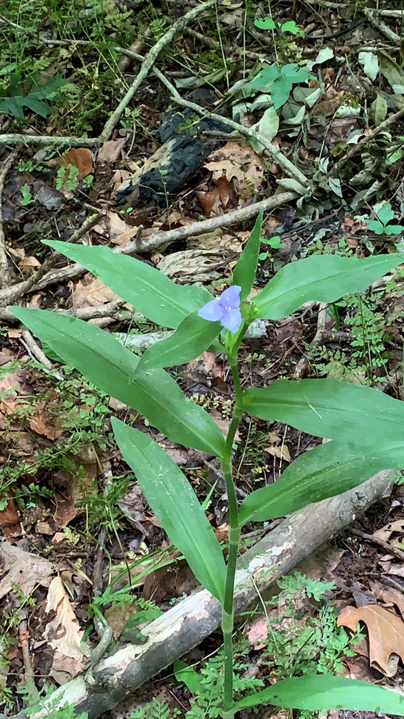 Zigzag Spiderwort