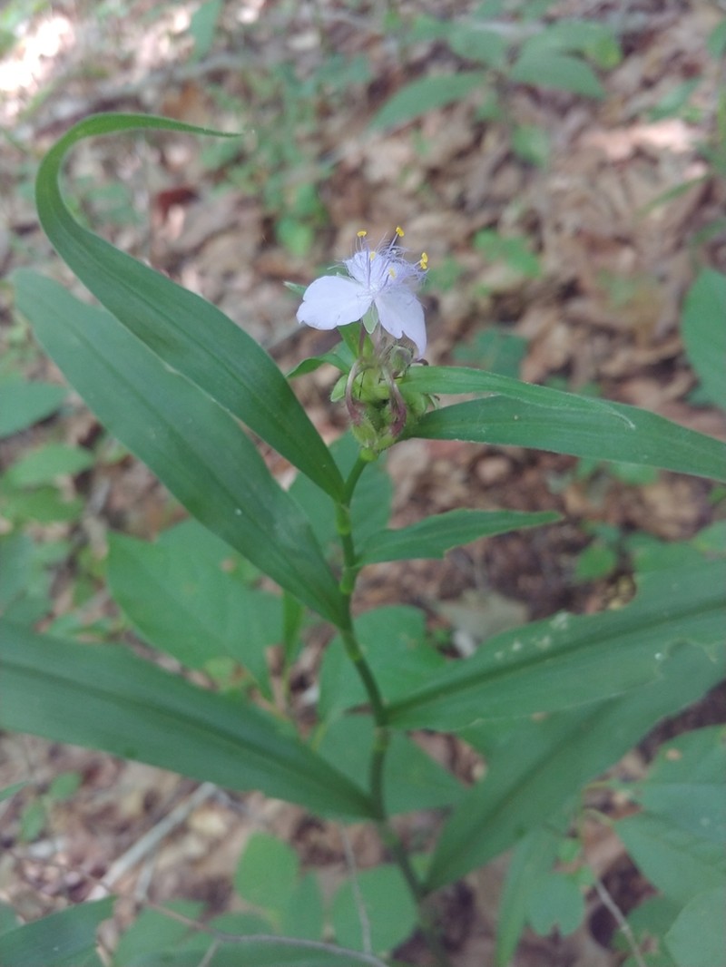 Zigzag Spiderwort photo 2