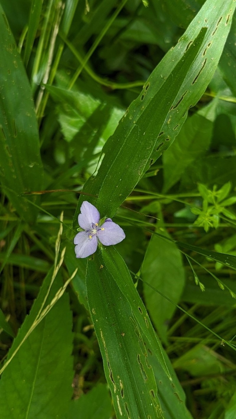 Zigzag Spiderwort photo 3