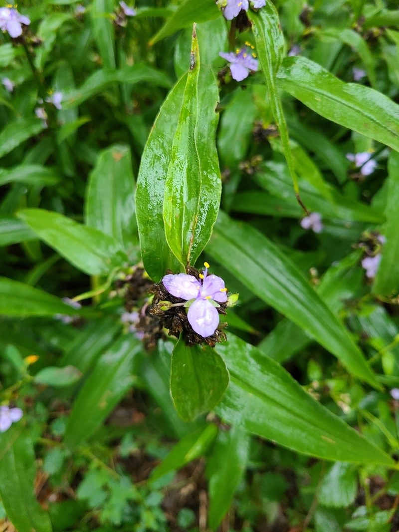Zigzag Spiderwort photo 4