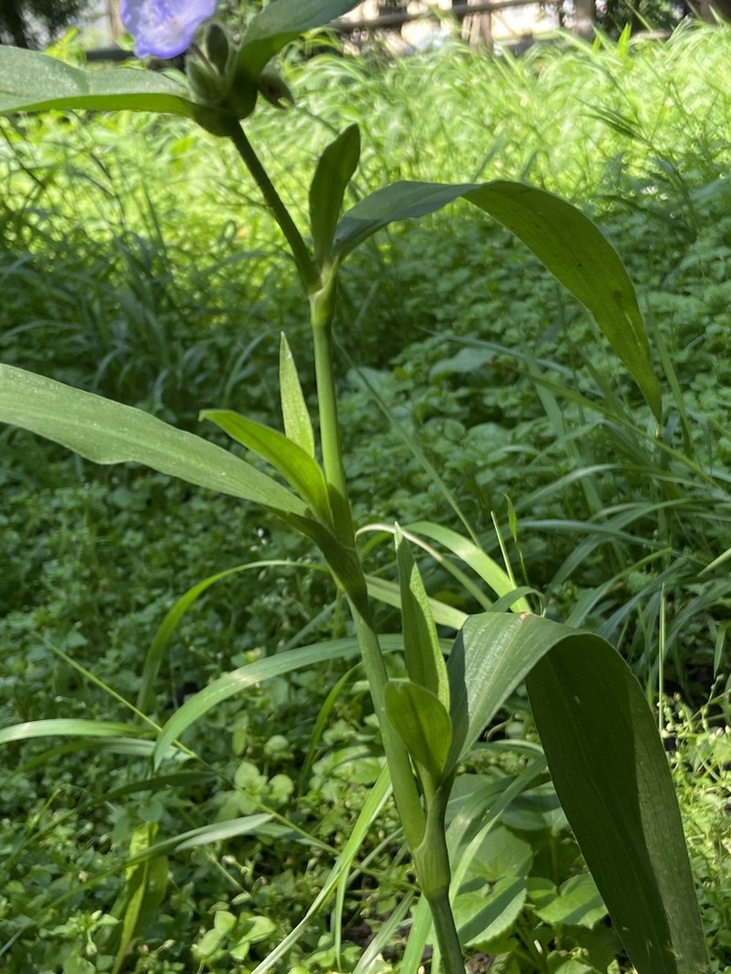 Zigzag Spiderwort photo 5