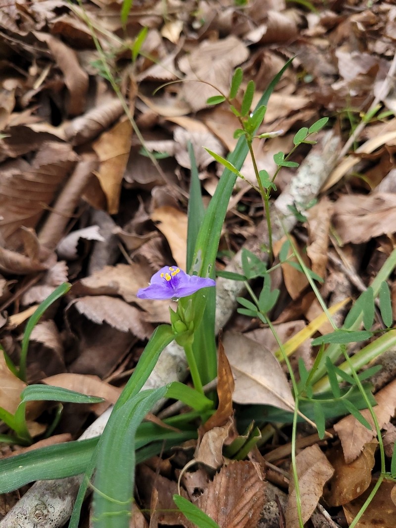 Zigzag Spiderwort photo 6