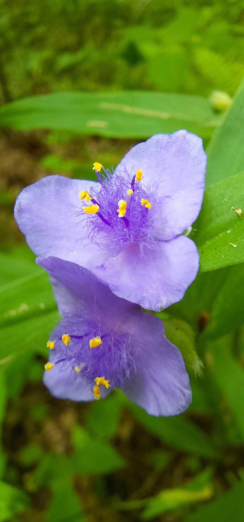 Zigzag Spiderwort photo 7