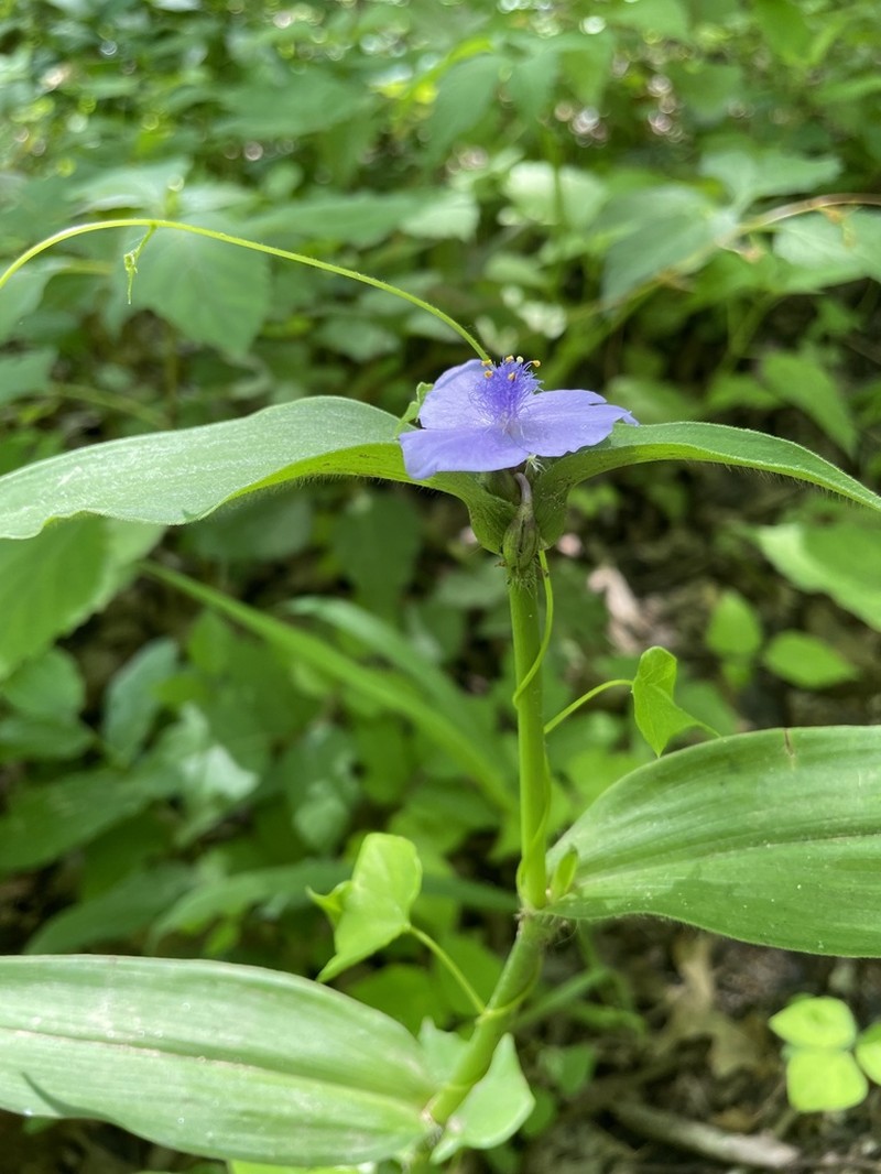 Zigzag Spiderwort photo 8