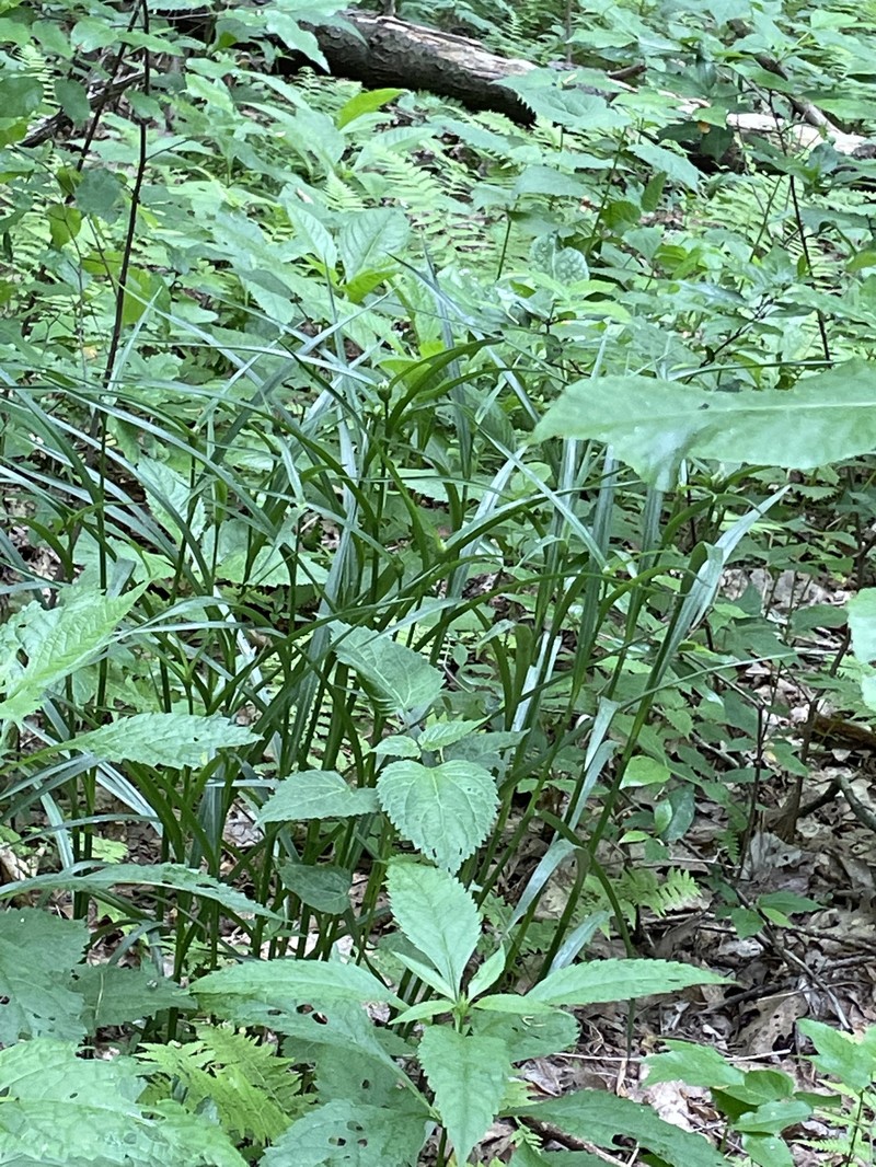 Tradescantia subaspera var. montana