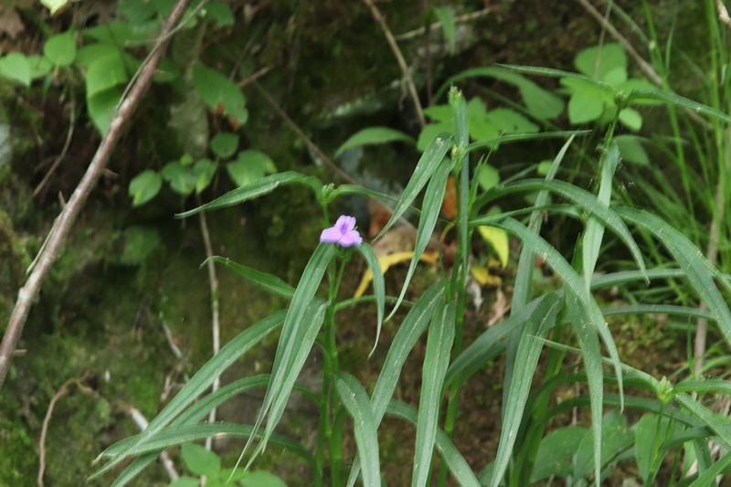 Tradescantia subaspera var. montana photo 2
