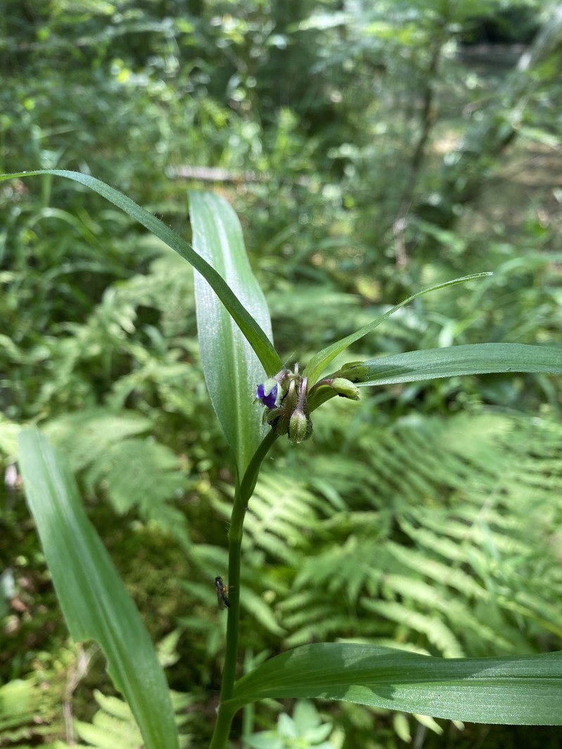 Tradescantia subaspera var. montana photo 3