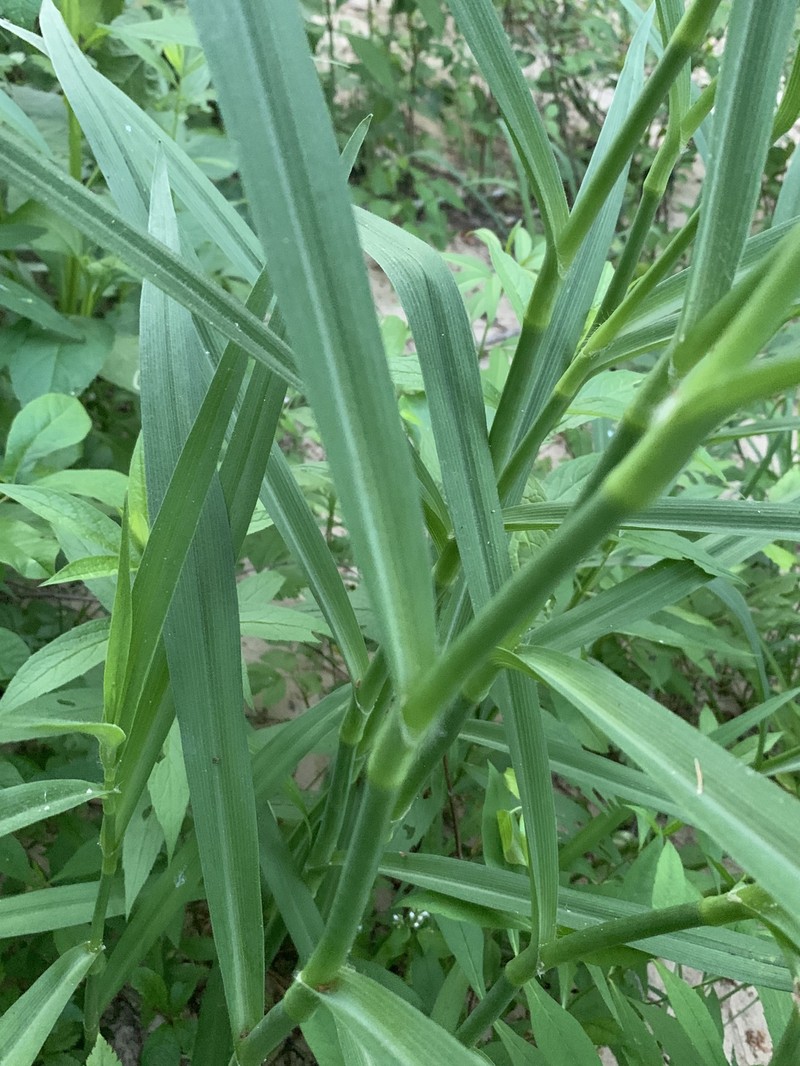 Tradescantia subaspera var. montana photo 4