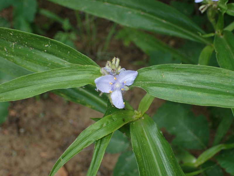 Tradescantia subaspera var. montana photo 5