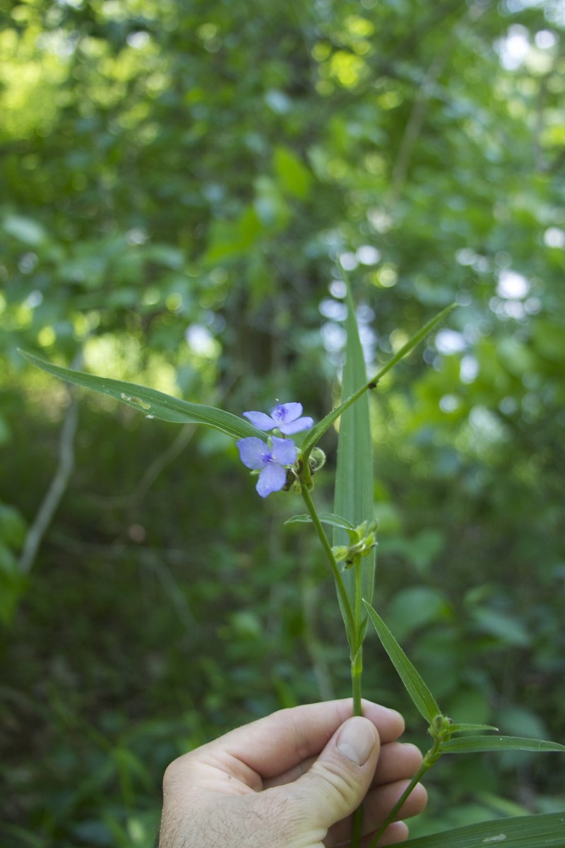 Tradescantia subaspera var. montana photo 6