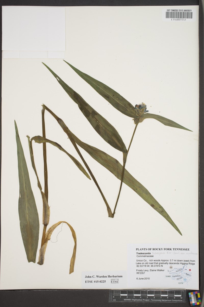 Tradescantia subaspera var. montana photo 7