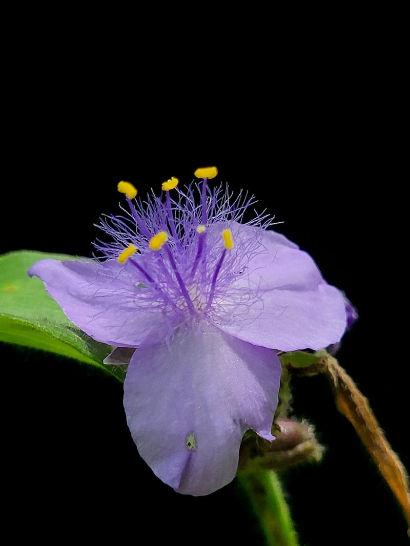 Tradescantia subaspera var. subaspera