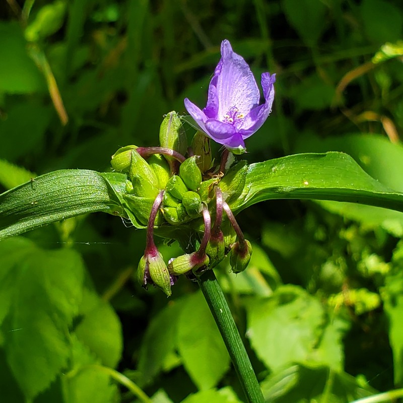 Tradescantia subaspera var. subaspera photo 2