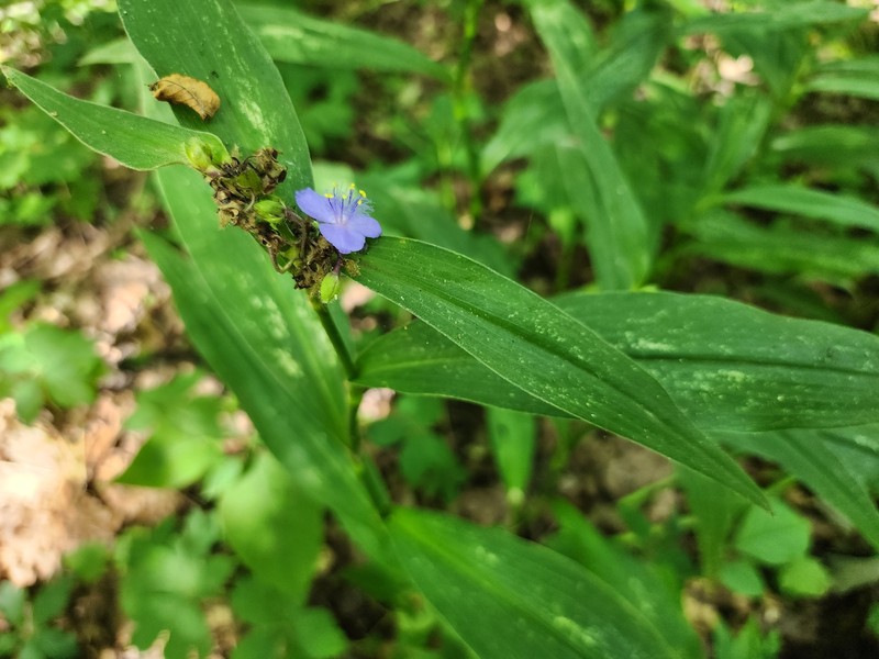Tradescantia subaspera var. subaspera photo 3