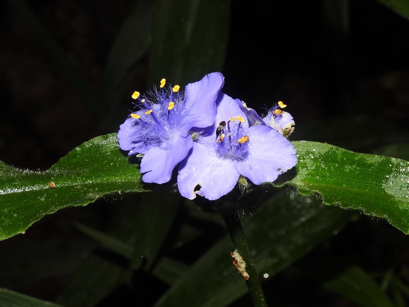 Tradescantia subaspera var. subaspera photo 4