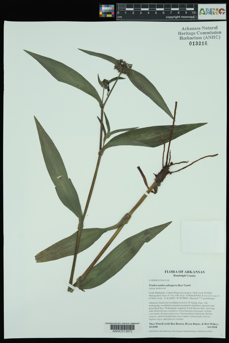 Tradescantia subaspera var. subaspera photo 5