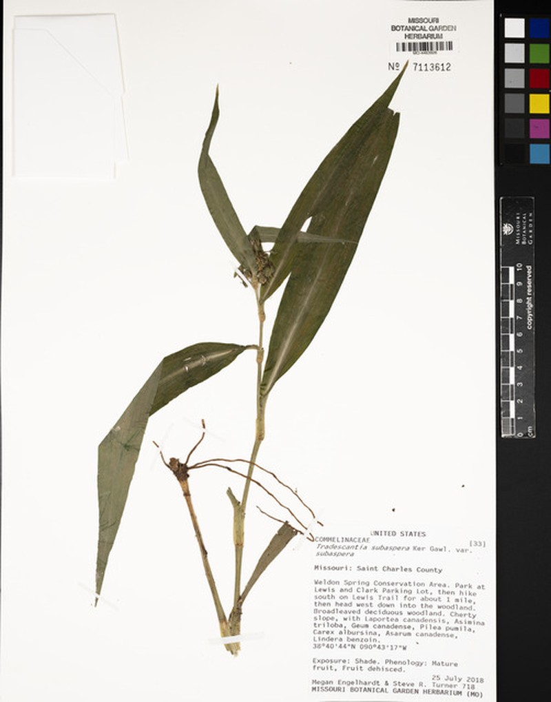 Tradescantia subaspera var. subaspera photo 6