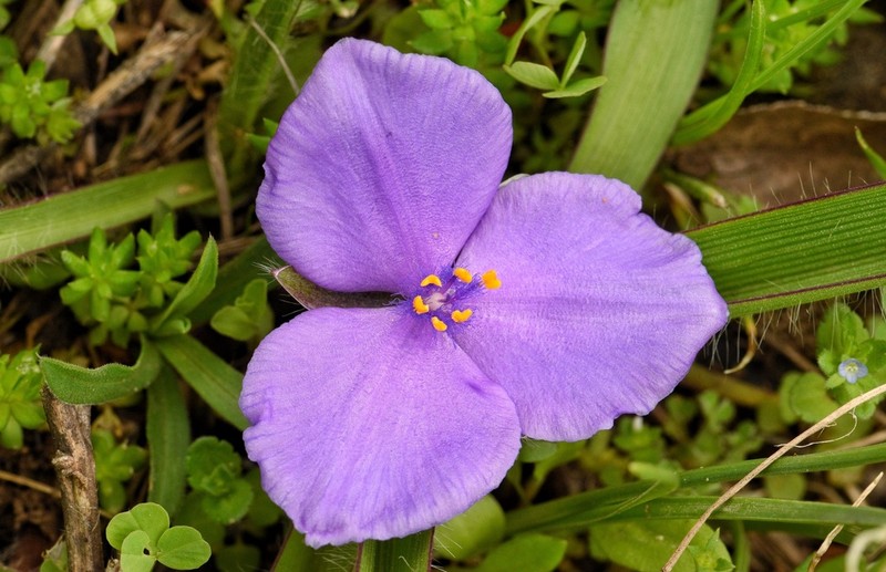 Tharp's Spiderwort