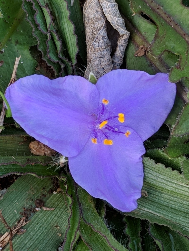 Tharp's Spiderwort photo 2