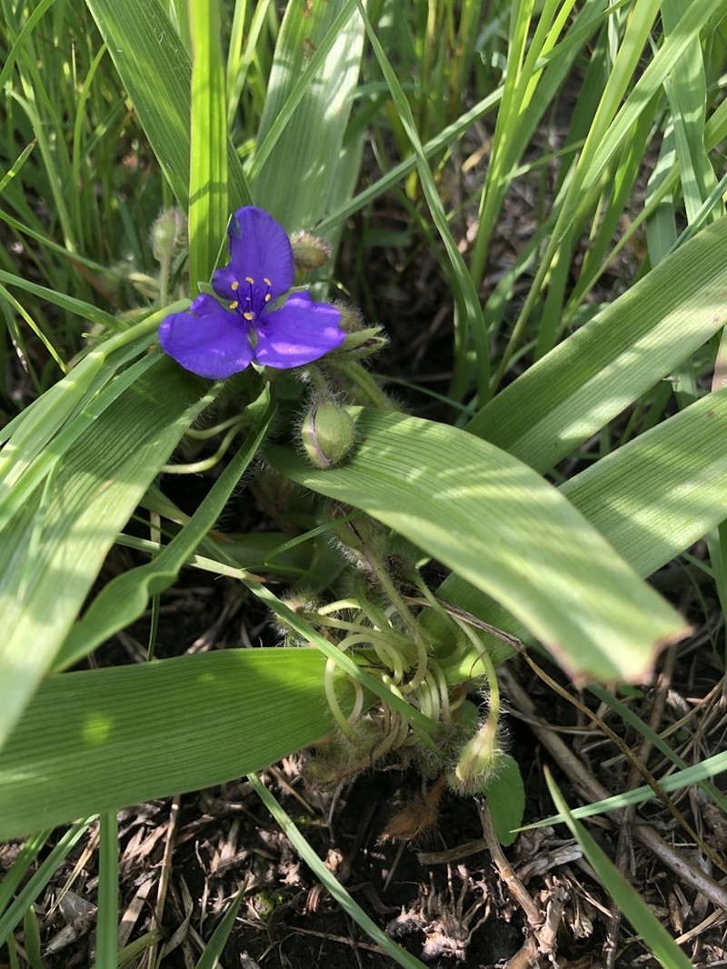 Tharp's Spiderwort photo 3