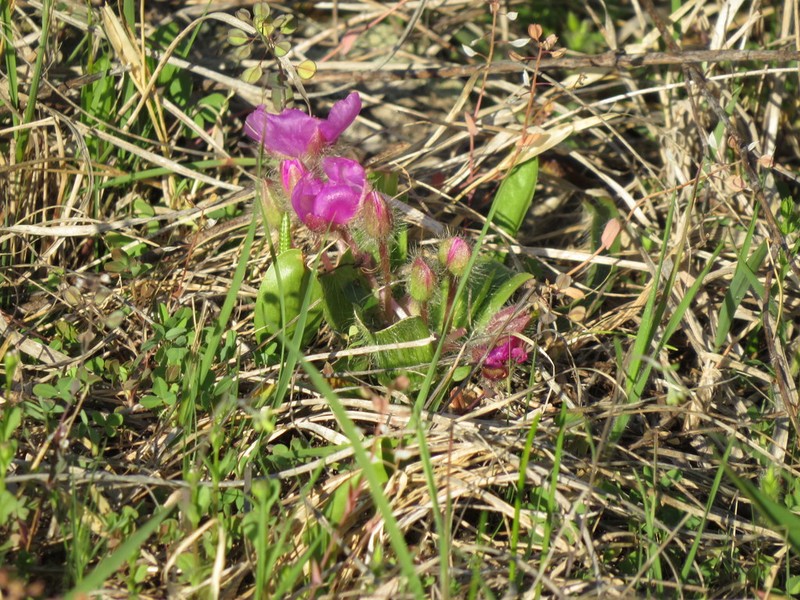 Tharp's Spiderwort photo 4