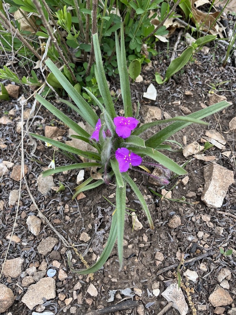 Tharp's Spiderwort photo 5