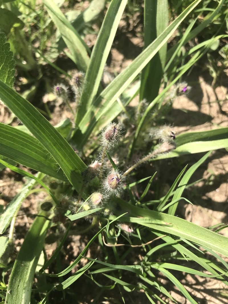 Tharp's Spiderwort photo 6