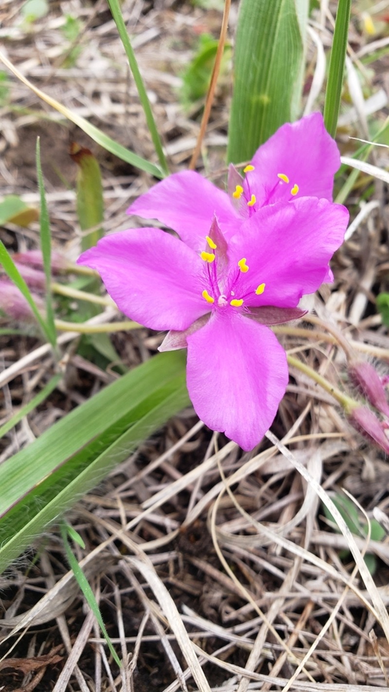 Tharp's Spiderwort photo 7