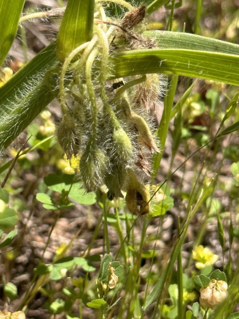 Tharp's Spiderwort photo 8