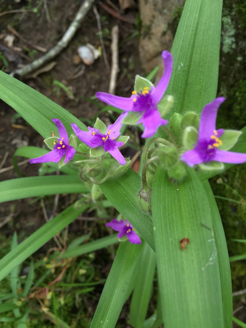 Virginia Spiderwort photo 5