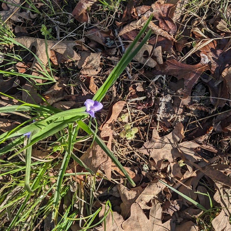 Virginia Spiderwort photo 6