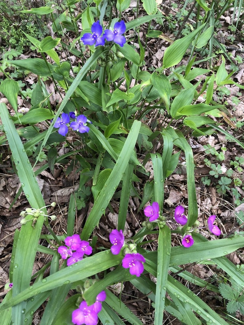 Virginia Spiderwort photo 7