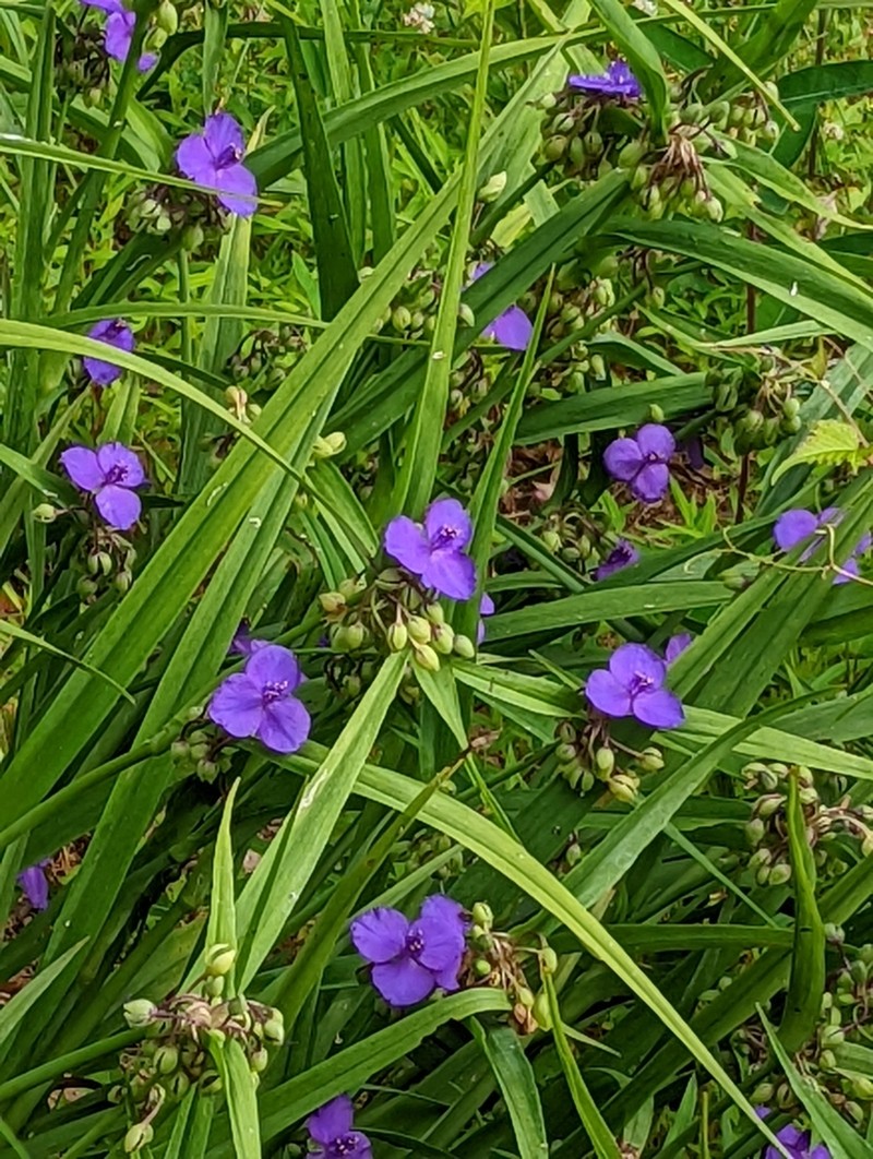 Virginia Spiderwort photo 8