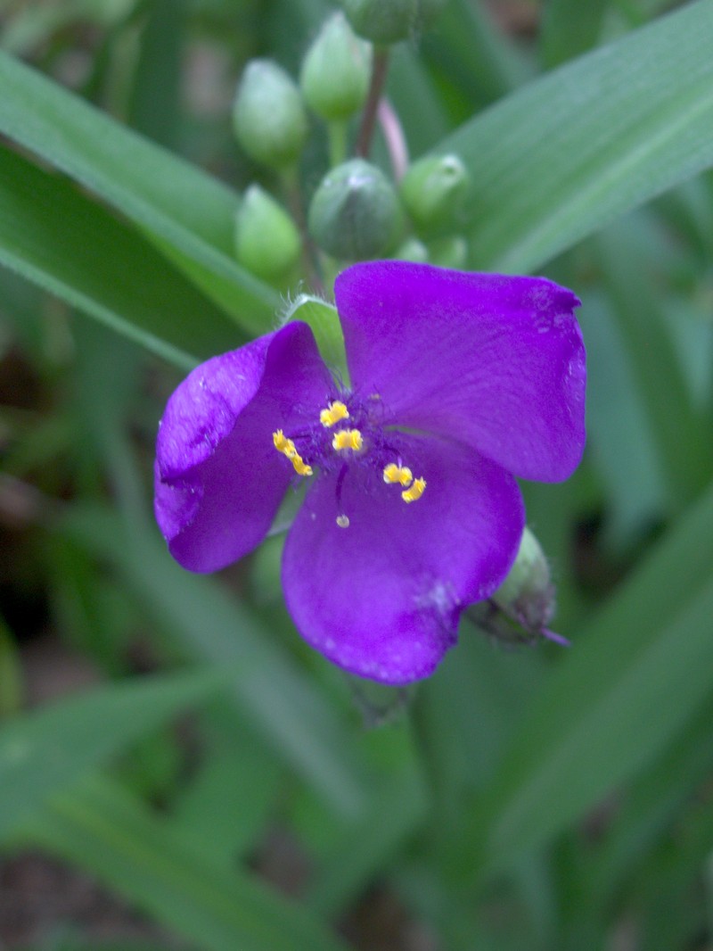 Virginia Spiderwort photo 2