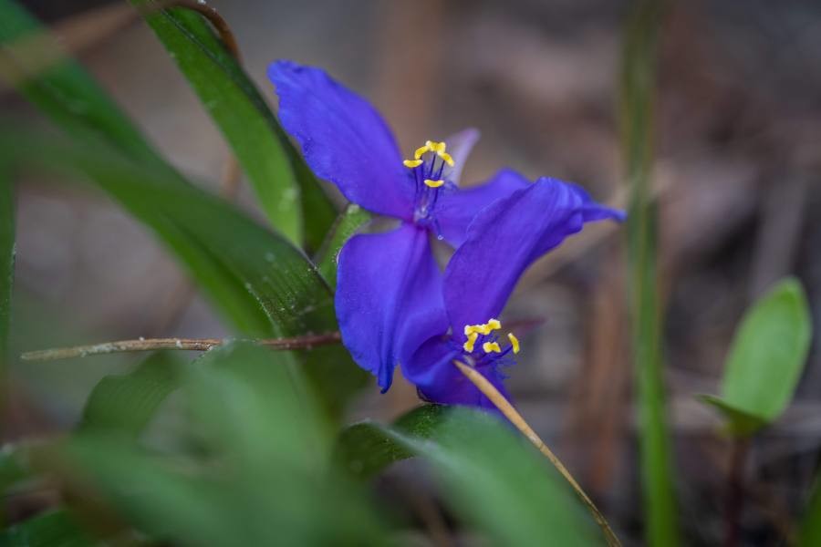 Virginia Spiderwort photo 5