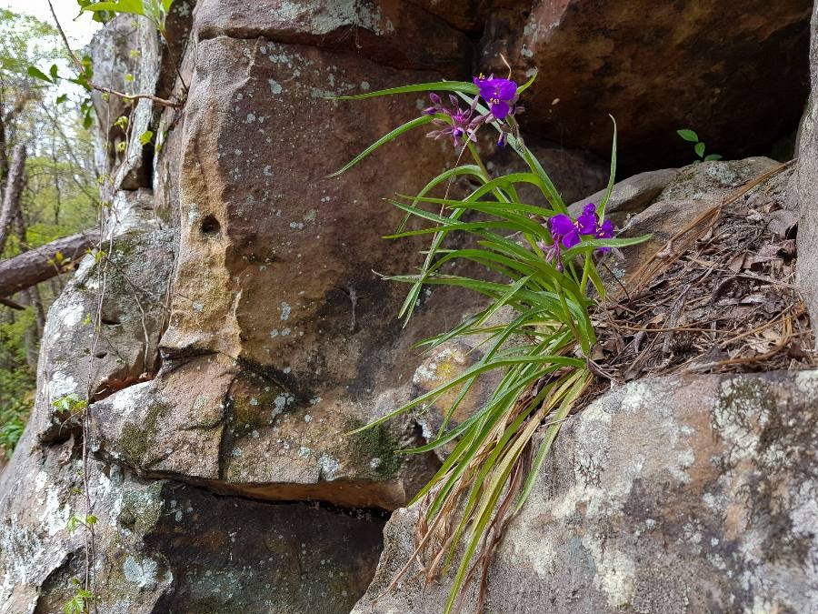 Virginia Spiderwort photo 6