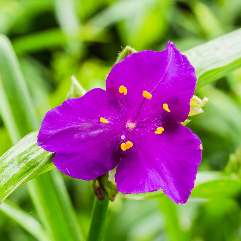 Virginia Spiderwort photo 3