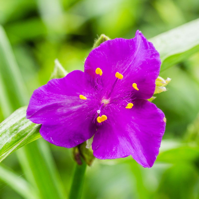 Virginia Spiderwort photo 4