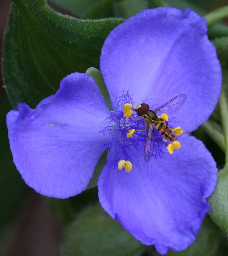 Virginia Spiderwort