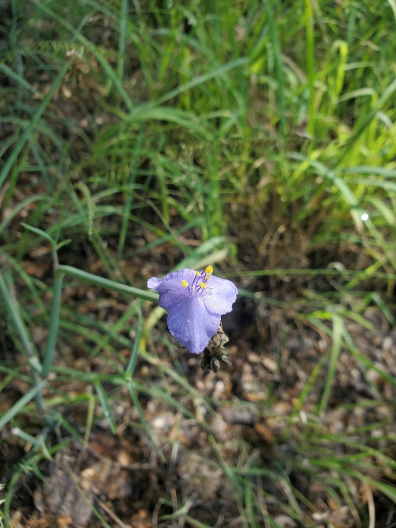 Wright's Spiderwort