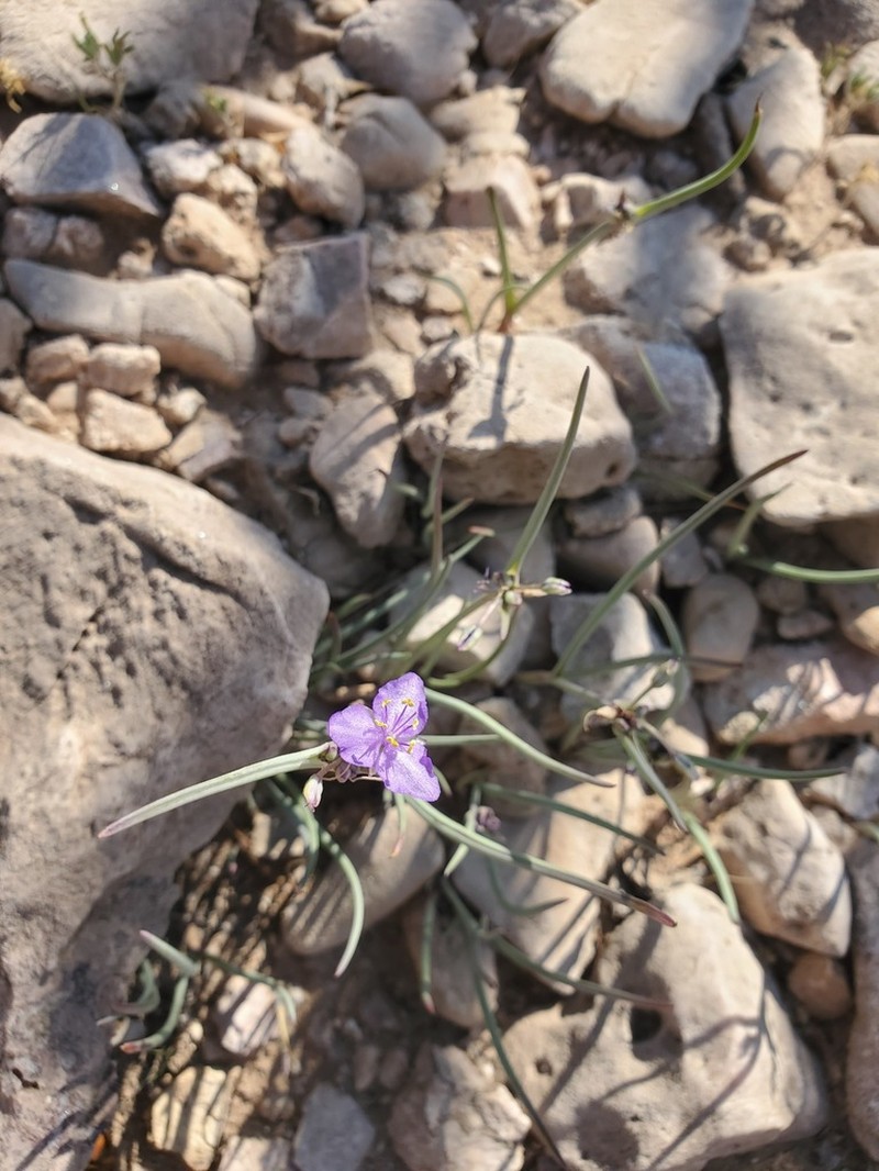 Wright's Spiderwort photo 2