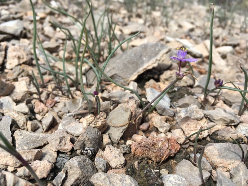 Wright's Spiderwort photo 3