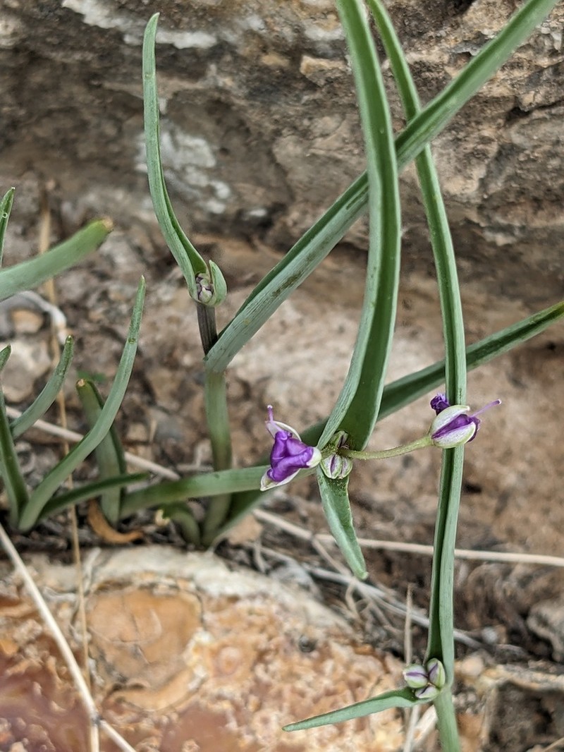 Wright's Spiderwort photo 4