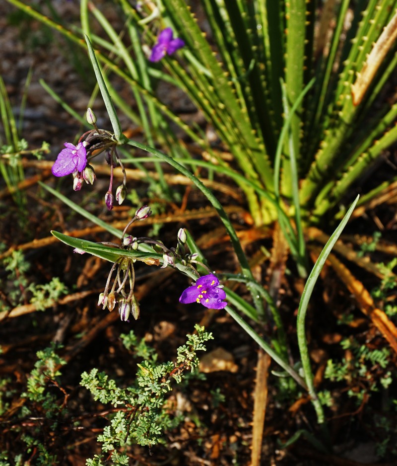 Wright's Spiderwort photo 5