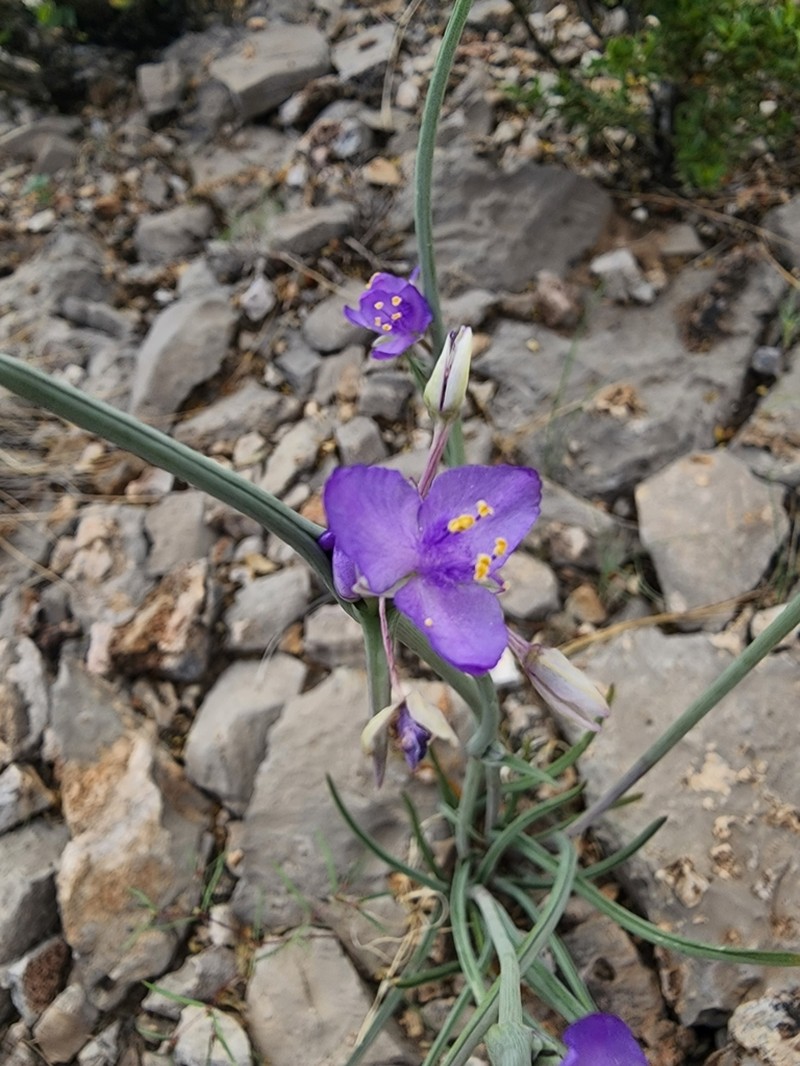 Wright's Spiderwort photo 6
